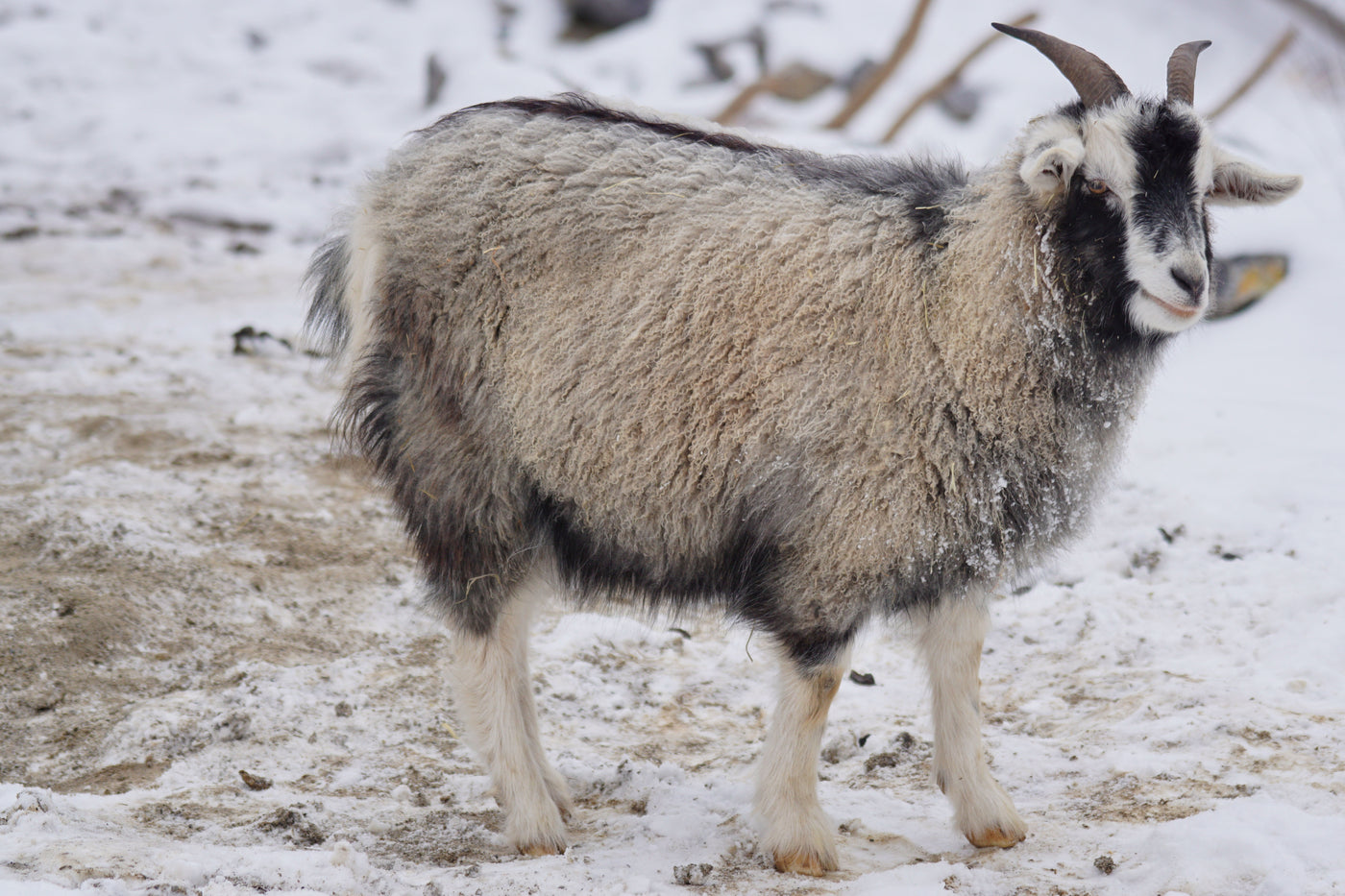 Cashmere